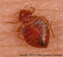 bedbugmp